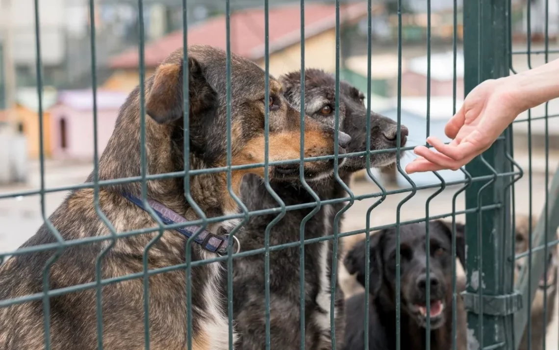 Associação Piauiense de Proteção e Amor aos Animais