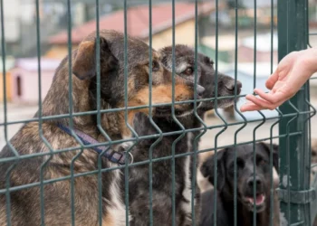 Associação Piauiense de Proteção e Amor aos Animais