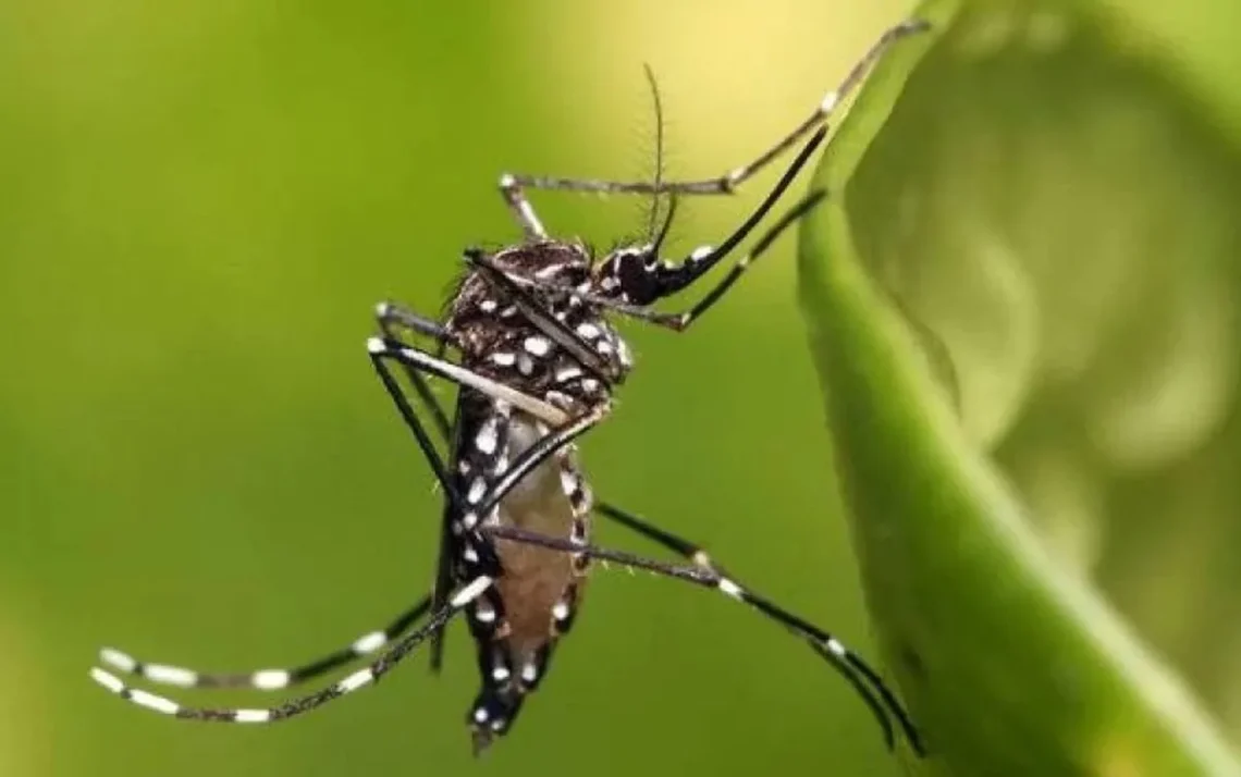 doença transmitida pelo Aedes aegypti