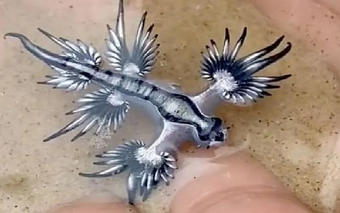 dragões azuis, Glaucus atlanticus