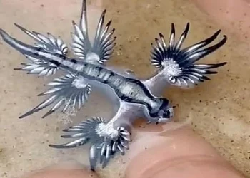 dragões azuis, Glaucus atlanticus