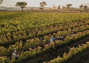 bebida alcoólica, vinhos