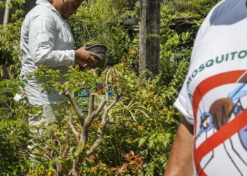 epidemia de dengue, casos de dengue, surtos de dengue