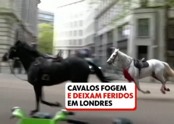 equinos, animais de quatro patas, montarias