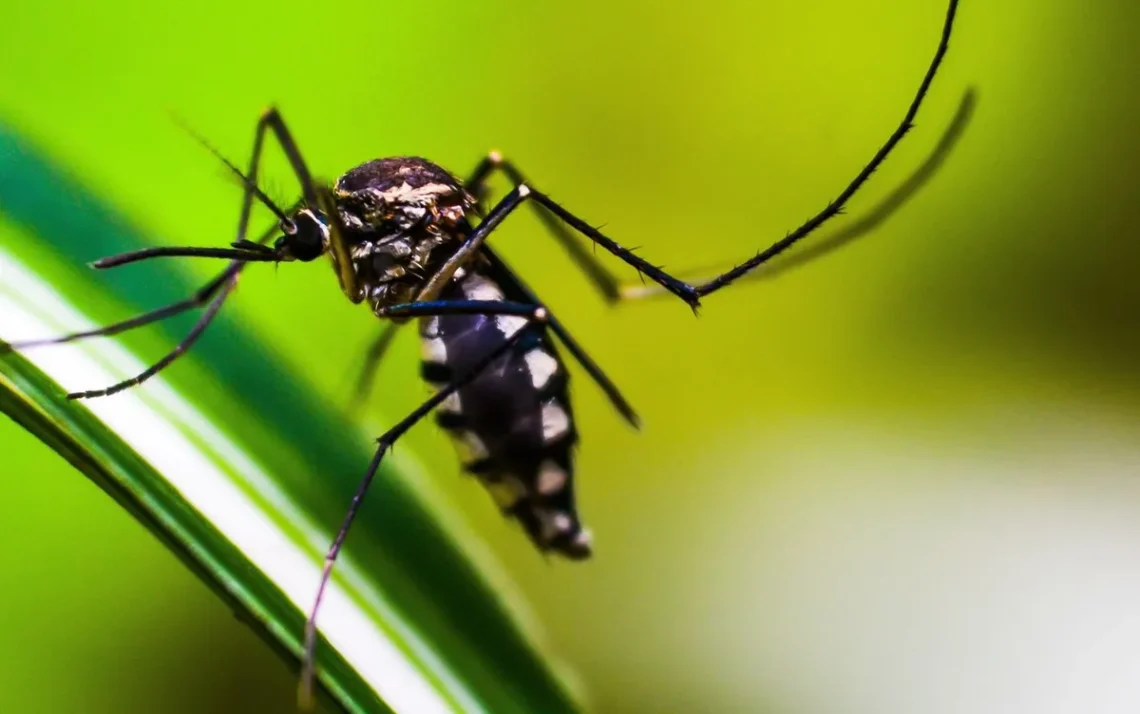 febre hemorrágica, doença transmitida por mosquito