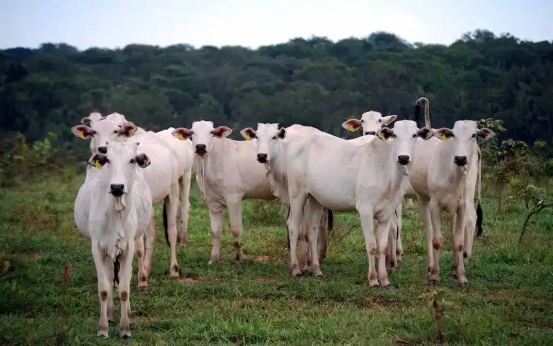 documento de monitoramento gado, padrões de monitoramento