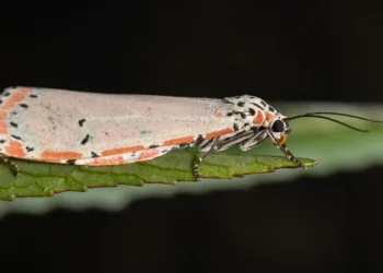 mariposas, insetos noturnos, borboletas noturnas