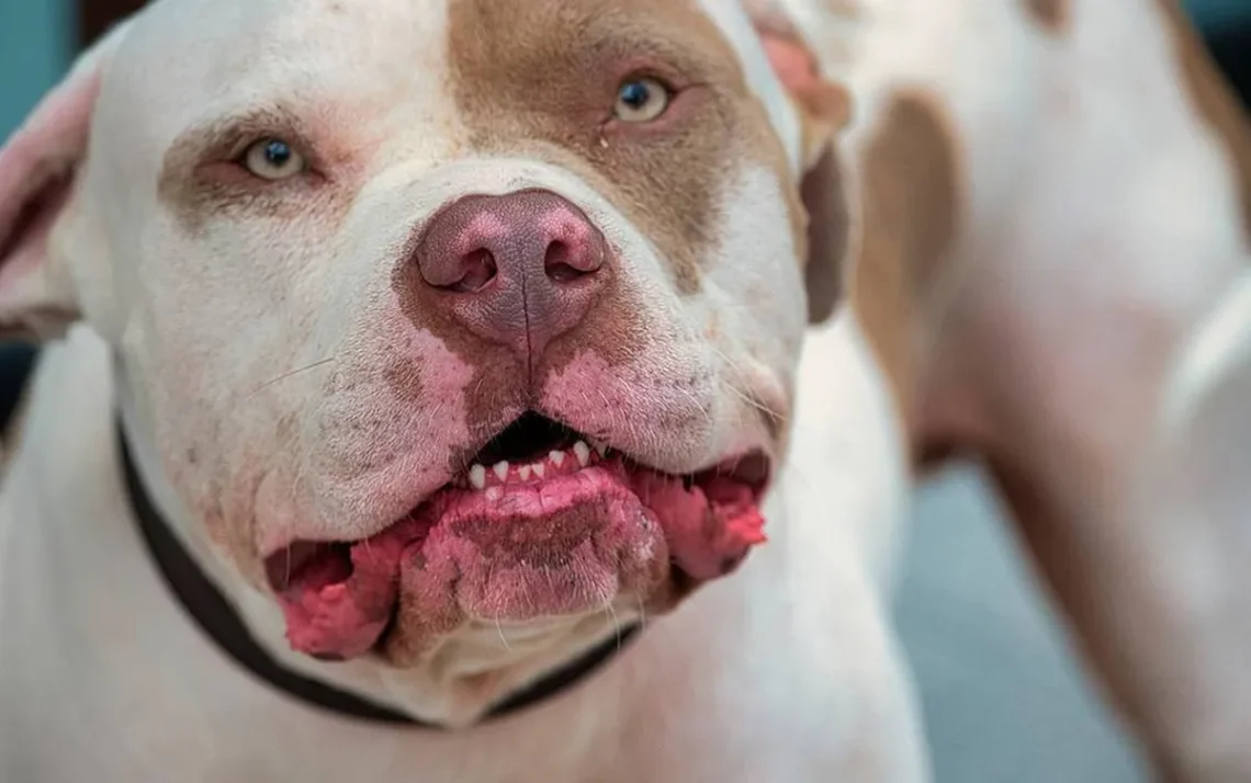 ataque canino, ação pitbull, incidente com cachorro