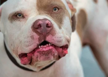 ataque canino, ação pitbull, incidente com cachorro