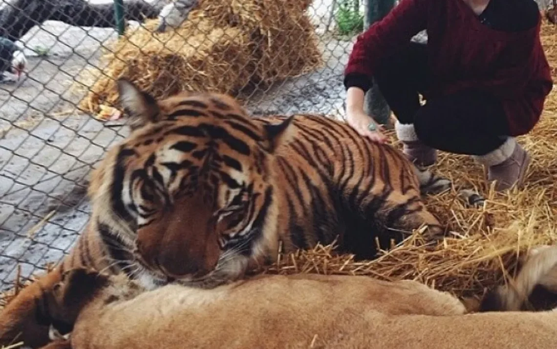 zoológico, santuário de animais