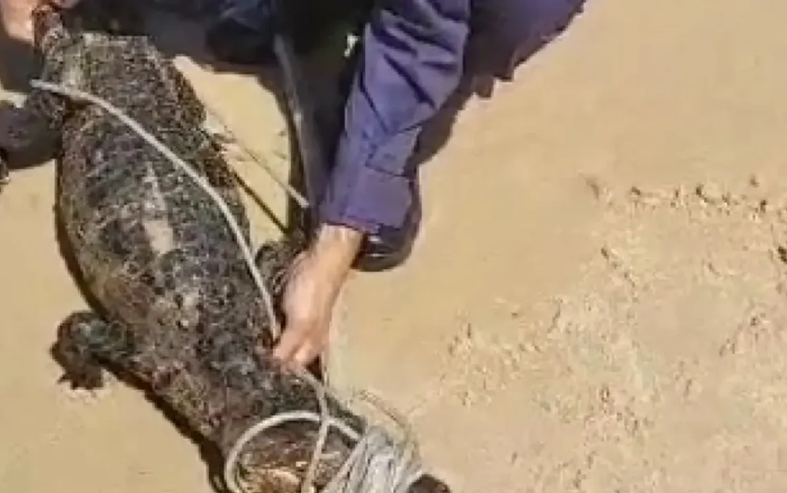 anão, caiman, pequeno, jacaré;