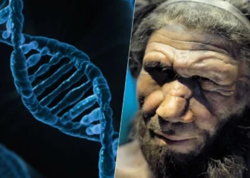 homem, de Neandertal;