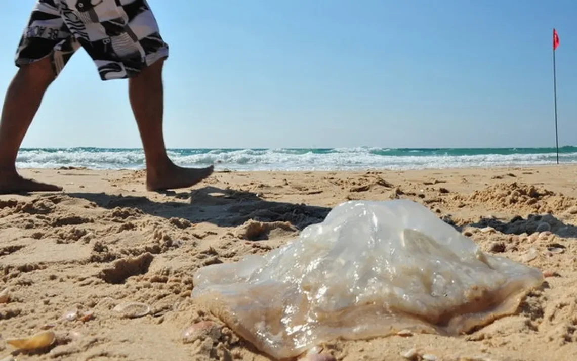 queimadura, de água-viva, queimadura, de água-marinha, queimadura, de medusa;