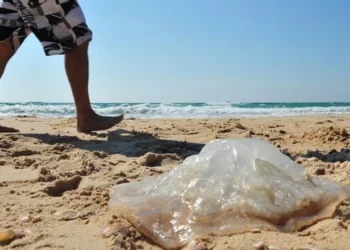 queimadura, de água-viva, queimadura, de água-marinha, queimadura, de medusa;