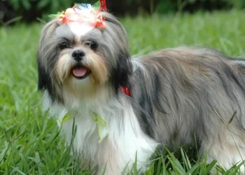 animal, de estimação, Shih, Tzu, réu;