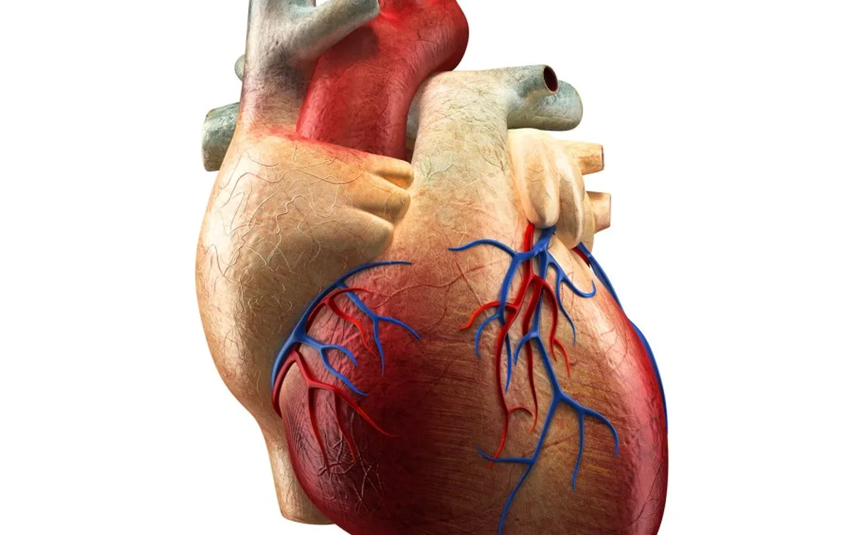 insuficiência cardíaca, problemas cardíacos, doença cardíaca, insuficiência heart, problemas cardiacos;